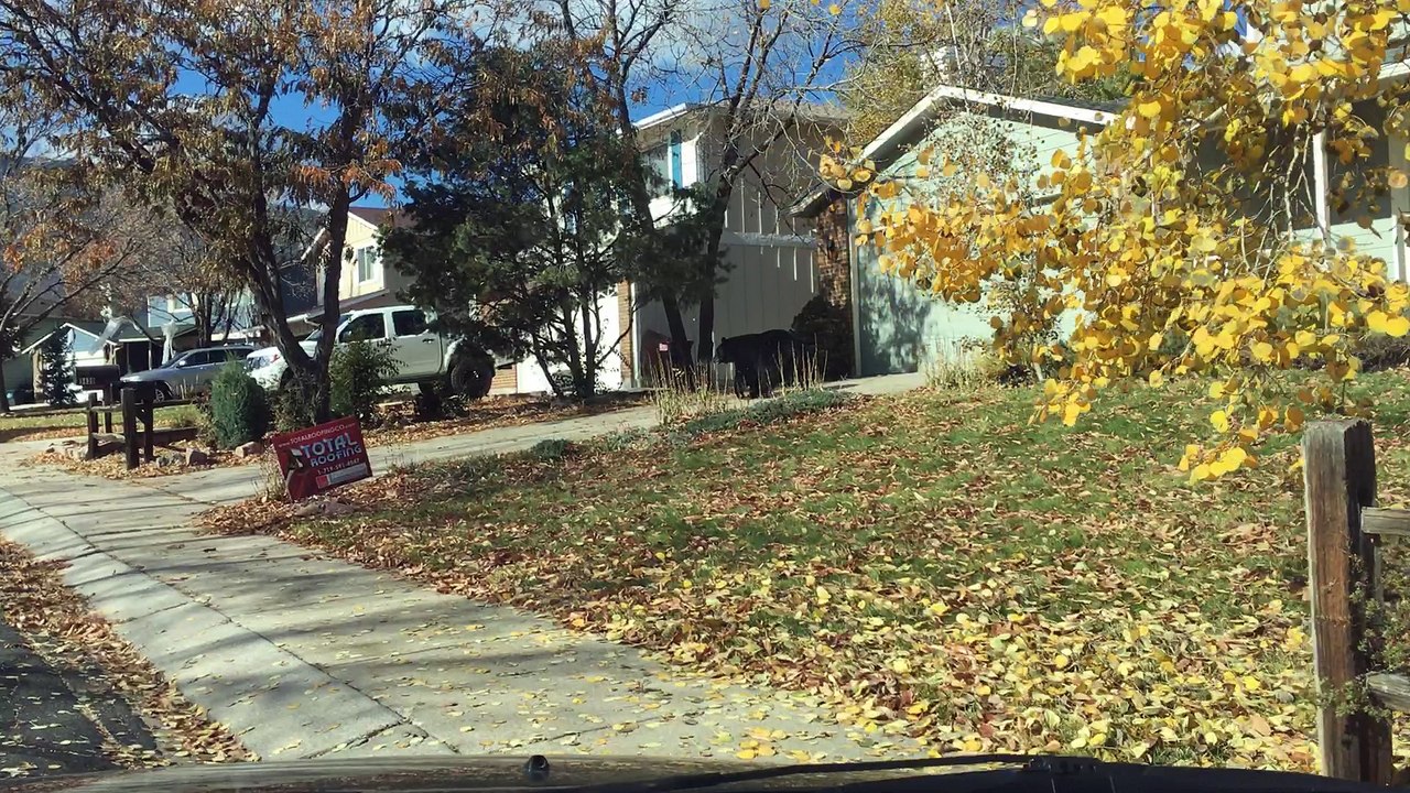 Black Bear Strolls Through Neighbourhood