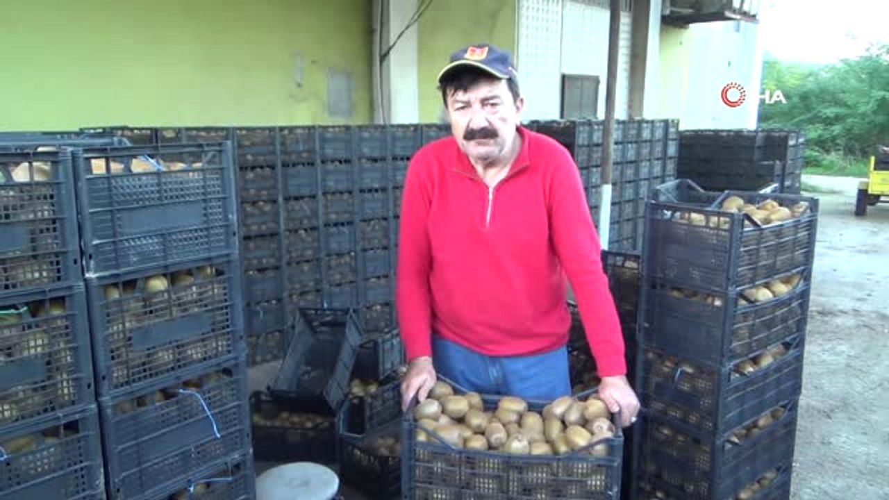 Ordu'da Kivi Hasadına Başlandı