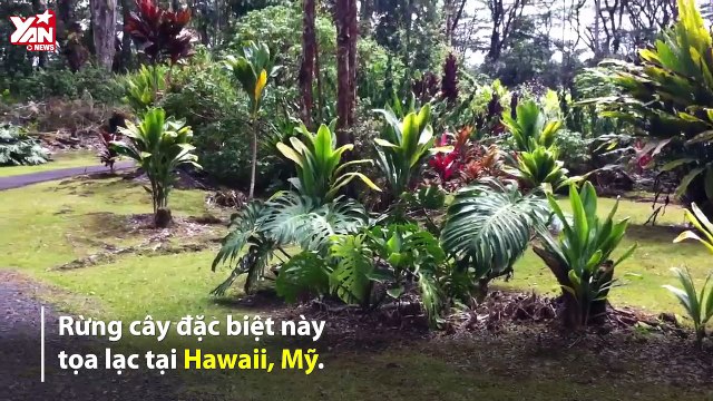 Thiên Nhiên Cận Cảnh: Khám phá rừng cây nham thạch độc đáo ở Hawaii