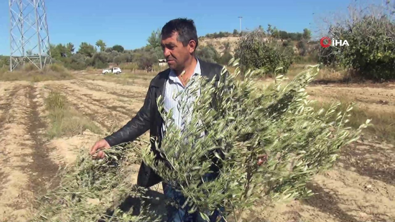 140 Zeytin ağacı kimliği belirsiz kişilerce kesildi
