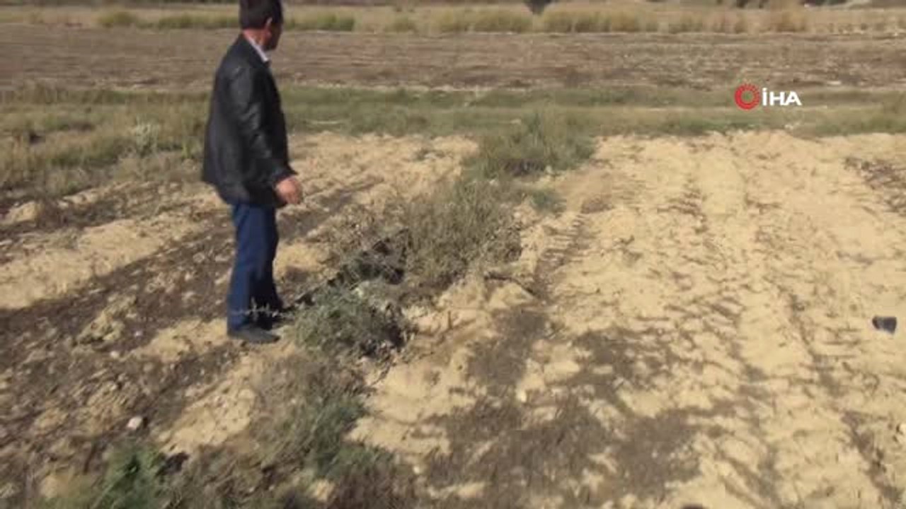 140 Zeytin Ağacı Kimliği Belirsiz Kişilerce Kesildi