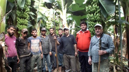 Muz üreticisinin yüzü gülüyor - MERSİN