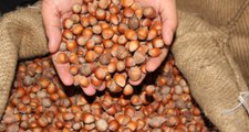 Toprak Mahsulleri Ofisi Fındık Alımlarına Yarın Başlıyor