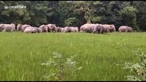 Gang of 100 elephants raid Indian village looking for food