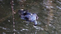 Ecologistas denuncian la nueva matanza de 240 cormoranes proyectada por el gobierno del Principado de Asturias