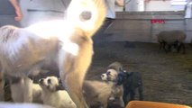 Zonguldak Kangal Köpeği 'Kezban', Kuzulara da Annelik Yapıyor