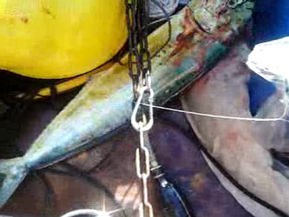 pêche a la Dorade coryphène (corse)