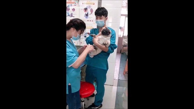 Ce carlin est totalement paniqué de se faire couper les griffes