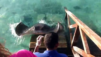 Une raie réclame à manger