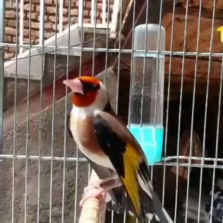  La Star du Chant d'oiseaux  نجم الطيور المغردة