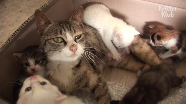 Une chatte allaite des chiots... Adorable