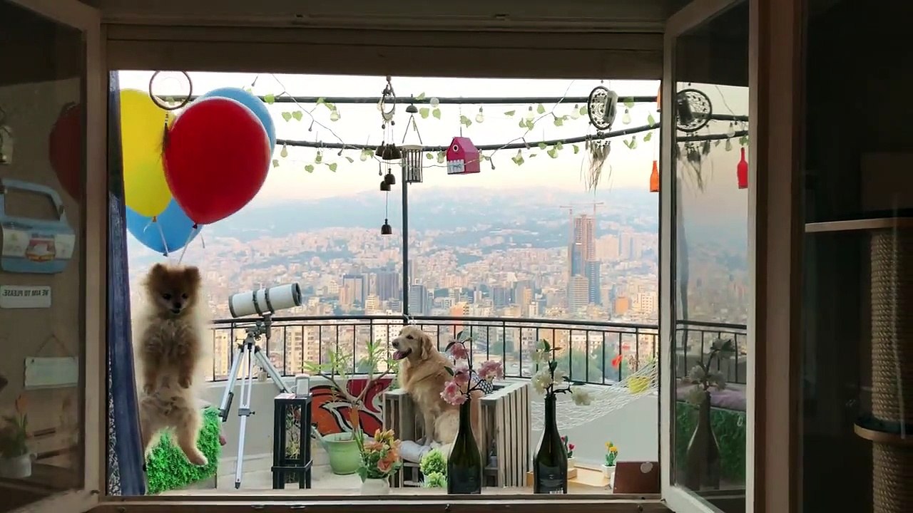 Un chiot s'envole façon "La Haut", accroché à des ballons
