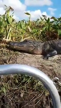 Un crocodile saute dans un bateau de touristes... Peur de leur vie