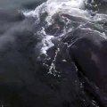 Un marin se jette à la mer pour libérer une baleine piégée dans une corde (USA)