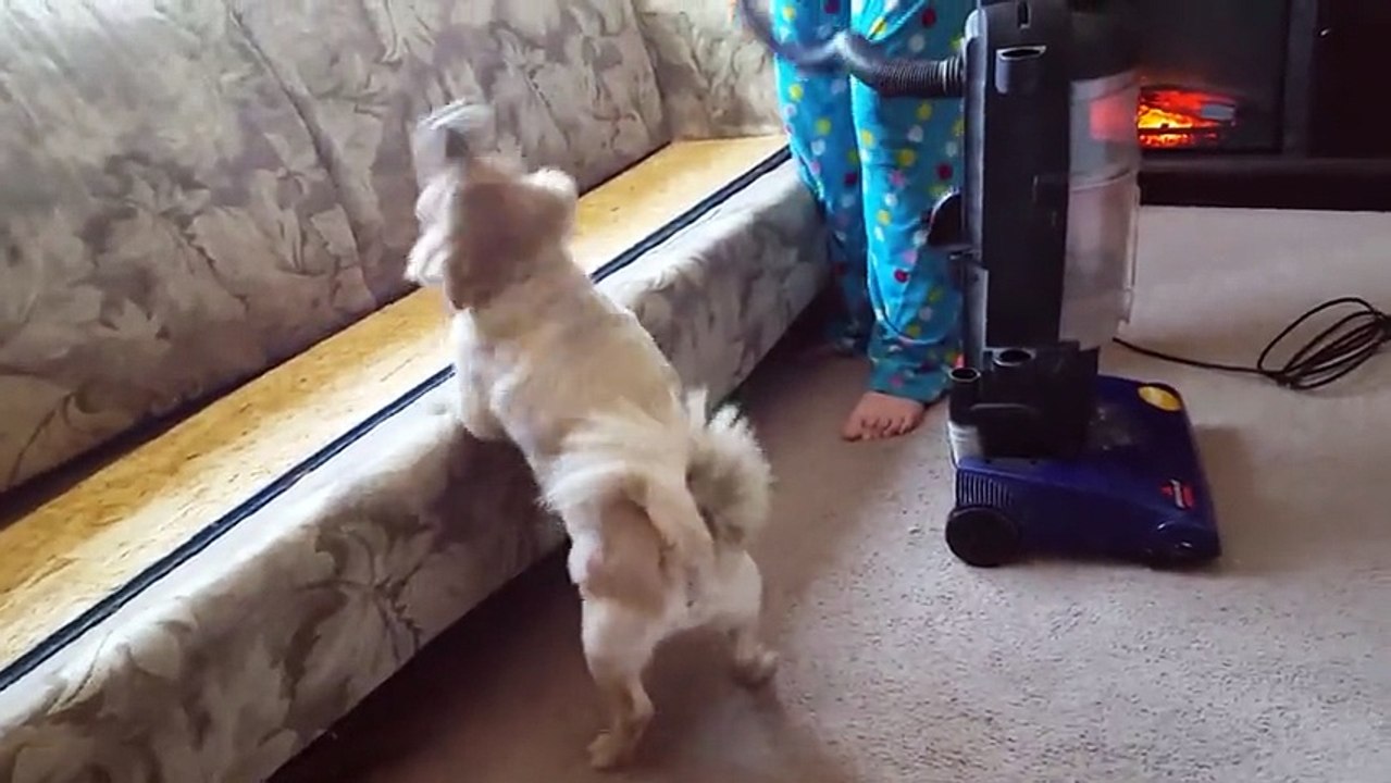 Aspirateur d'attaque pour petits chiens
