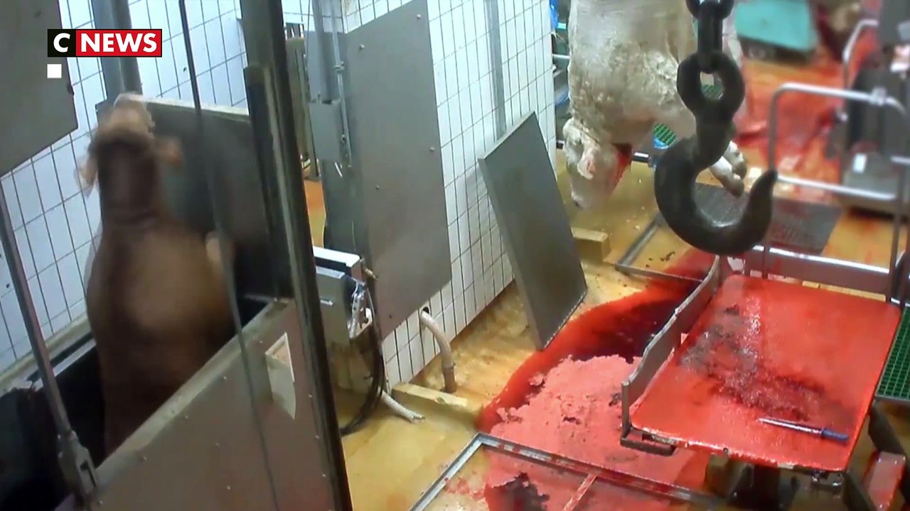 Maltraitance animale : le ministre condamne ces actes intolérables