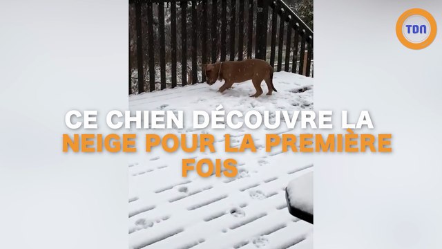 Ce chien voit de la neige pour la première fois !