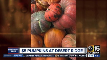 Pumpkins for $5 at Desert Ridge Marketplace