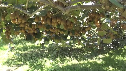 Ordu'da Kivi Hasadı Başladı