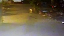 Avm'de Bebek Cesedi Şoku... Sokak Köpeğinin Bebek Cesedini Taşıma Anı Kamerada