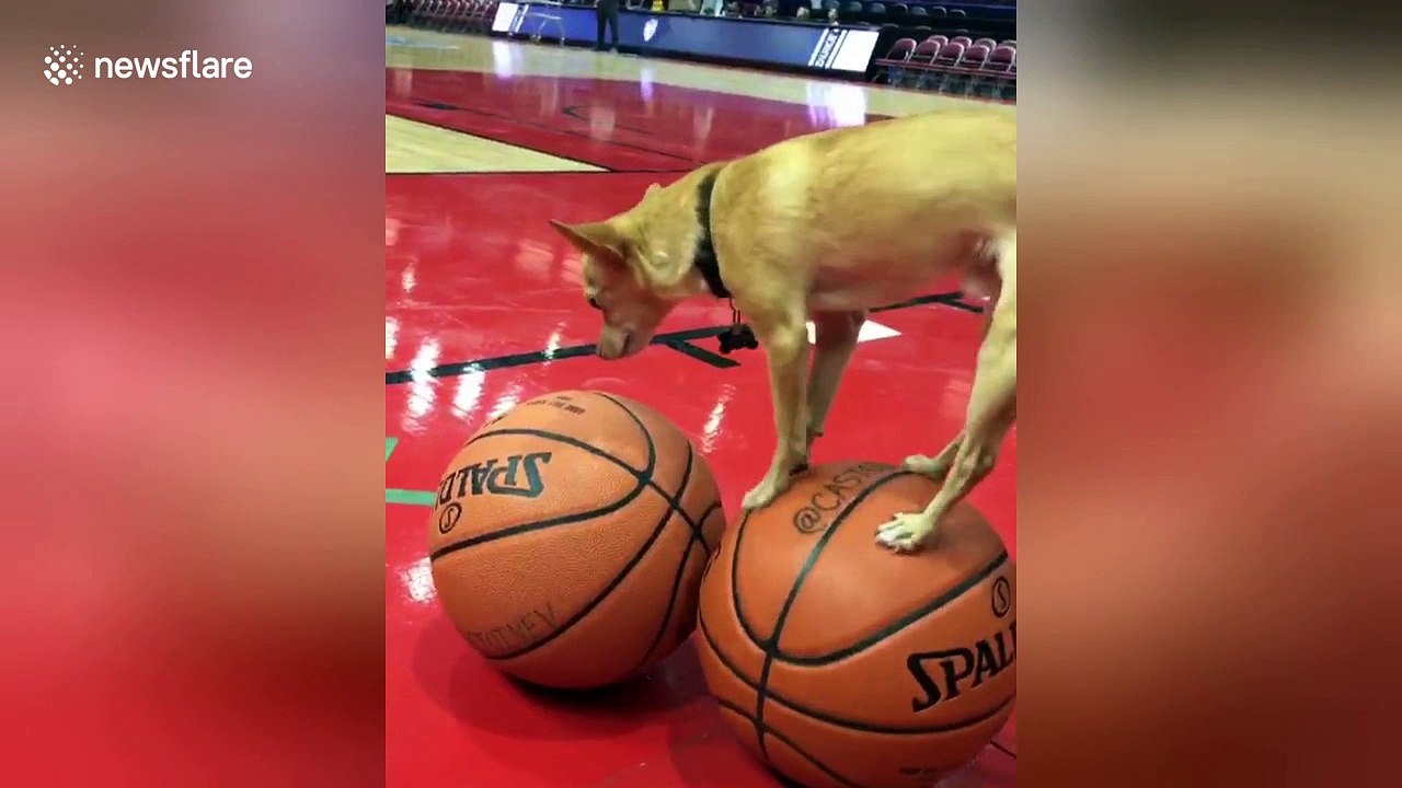 Adorable dog performs cute balancing act on basketballs