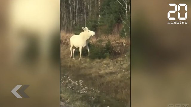 Elle fait une découverte incroyable ! - Le Rewind du Mercredi 31 octobre 2018