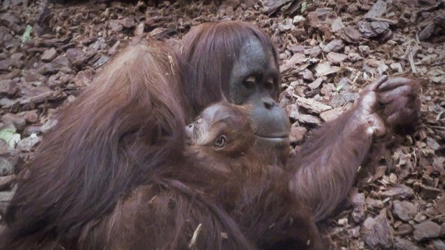 Naissance exceptionnelle d'un bébé orang-outan au zoo de Pairi Daiza en Belgique
