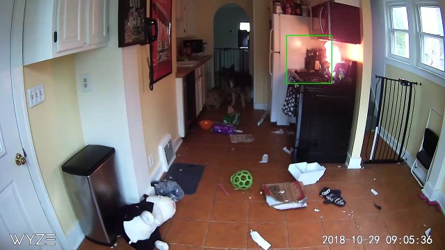 Ce chien provoque un départ de feu en allumant accidentellement une gazinière !