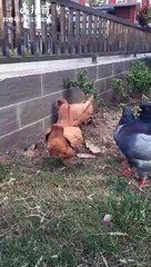 Ce pigeon se prend vraiment pour une poule ! Dingue !