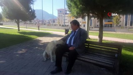 Sokak köpeği kendisini zorla böyle sevdirdi