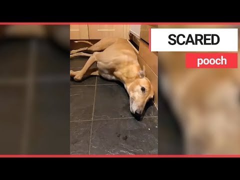 Terrified greyhound has meltdown thanks to scary fireworks | SWNS TV