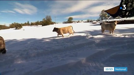 Neige : les éleveurs encore une fois face aux aléas de la météo