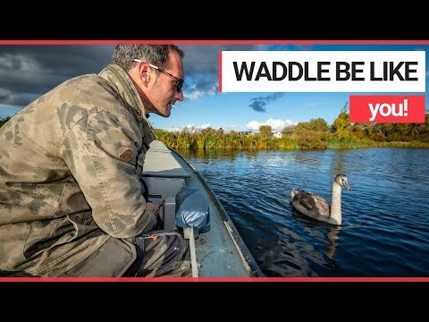Hand-reared Cygnet who was Taken Away to Live Like a Swan is Reunited with His Owner | SWNS TV
