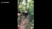 Trio of men arrested for harassing herd of wild elephants and filming the act