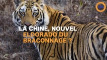 La Chine, nouvel Eldorado du braconnage ?
