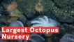 1,000 Octopuses Make Up The World's Largest Deep-Sea Octopus Nursery Ever Discovered