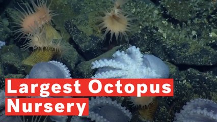 Скачать видео: 1,000 Octopuses Make Up The World's Largest Deep-Sea Octopus Nursery Ever Discovered