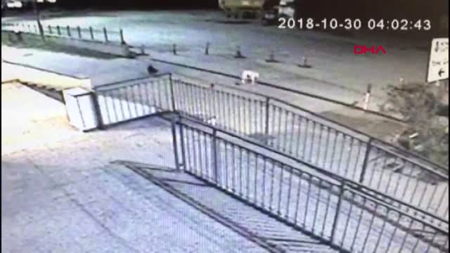 İzmir Köpeğin Getirdiği, Bebeğe Ait Olan Erkek Cesedine Otopsi Yapıldı Ek