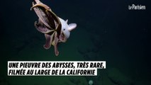 Une pieuvre des abysses, très rare, filmée au large de la Californie