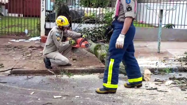 Bombeiros são acionados para corte de árvore