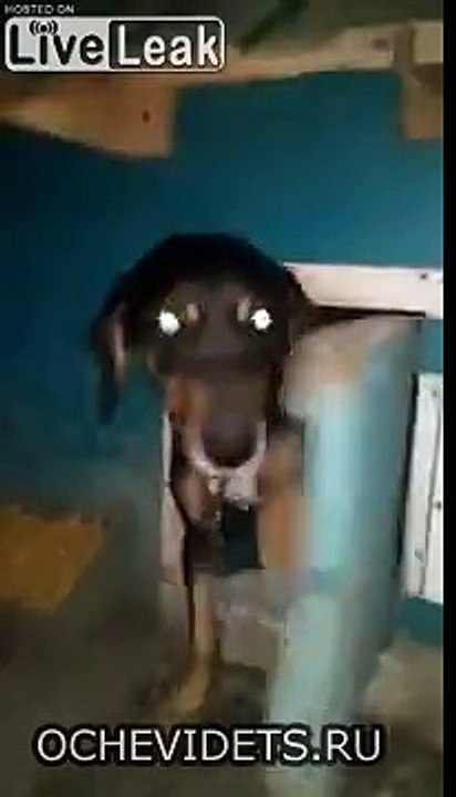 Faut pas déranger ce chien, il ferme la porte de sa niche tout seul !