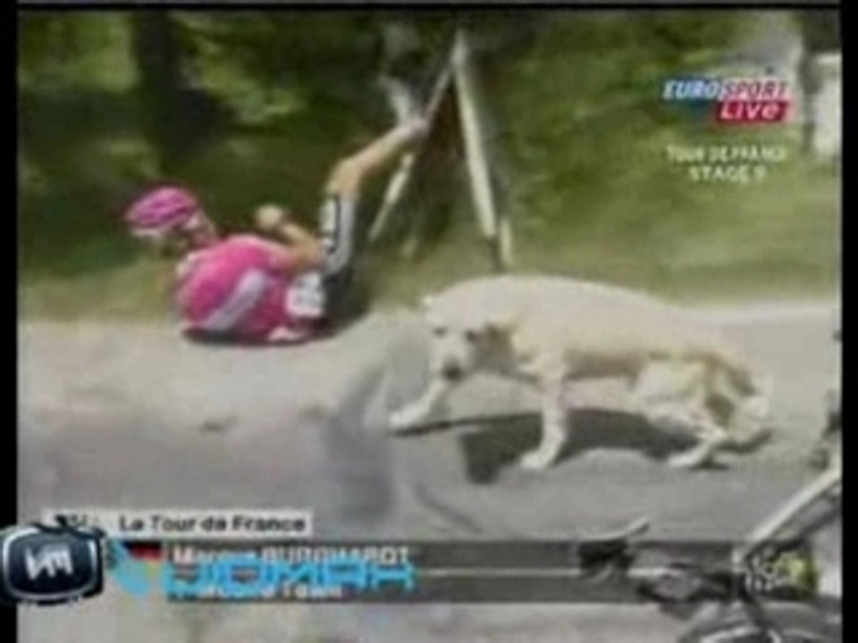 Tour de france - chien