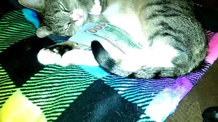 Quand ton chat ne veut pas lacher son billet... Radin