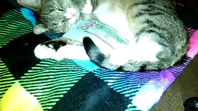 Quand ton chat ne veut pas lacher son billet... Radin