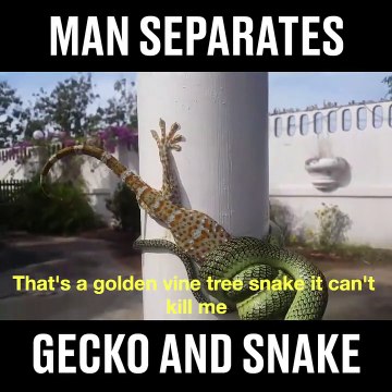 Il sauve un lézard piégé par un serpent