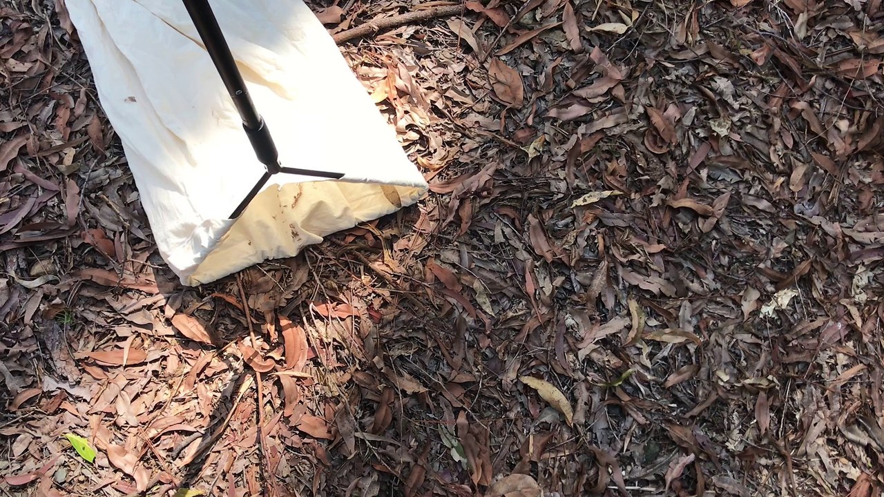 Standing Still While Snake Slithers Through Legs