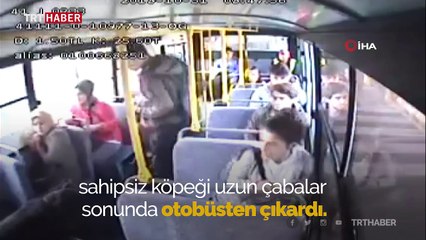 Halk otobüsüne binen köpek ortalığı birbirine kattı