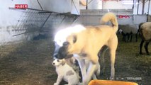 Zonguldak'ta annelerinin sahiplenmediği 2 kuzuyu köpek emziriyor