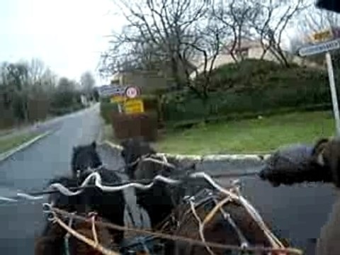 Attelage avec 4 shetland