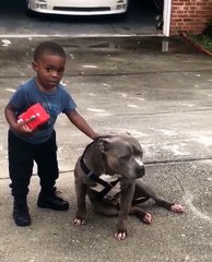 Niño intenta jugar con su perro y termina siendo parte de curiosa escena
